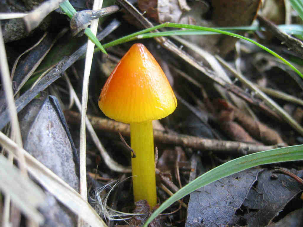 2005 :  Un anno di funghi